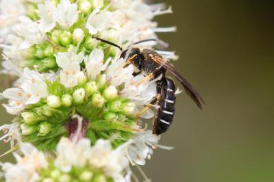  Halictus maculatus Smith, 1848