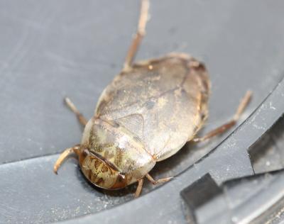  Naucoris maculatus Fabricius, 1798