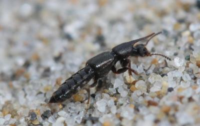  Bledius unicornis (Germar, 1825)