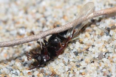  Bledius unicornis (Germar, 1825)
