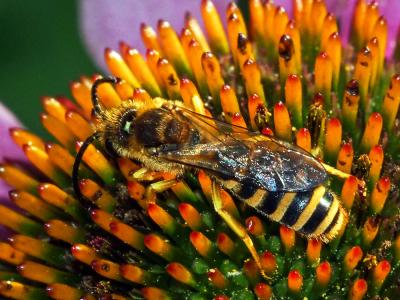  Halictus scabiosae (Rossi, 1790)