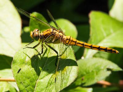 Orthétrum réticulé (L') Orthetrum cancellatum (Linnaeus, 1758)
