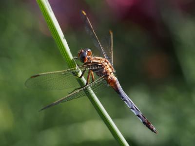 Orthétrum bleuissant (L') Orthetrum coerulescens (Fabricius, 1798)