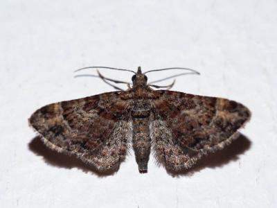 Fausse-Eupithécie (La) Gymnoscelis rufifasciata (Haworth, 1809)