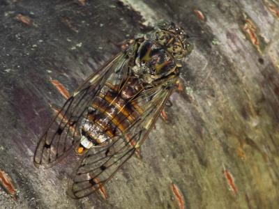 Cigale grise (la), Cigale de l'orne (la), Cigale p Cicada orni Linnaeus, 1758