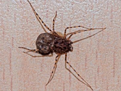 Araignée cracheuse Scytodes thoracica (Latreille, 1802)