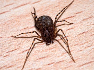 Araignée cracheuse Scytodes thoracica (Latreille, 1802)