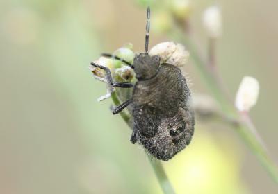Punaise brune à antennes & bords panachés Dolycoris baccarum (Linnaeus, 1758)