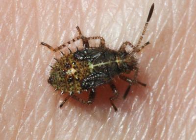  Rhopalus subrufus (Gmelin, 1790)