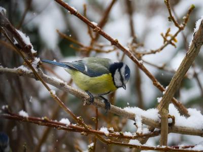 Mésange bleue Cyanistes caeruleus (Linnaeus, 1758)