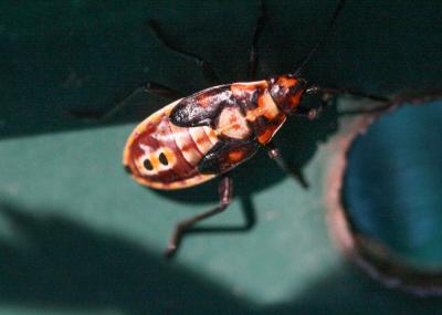  Spilostethus pandurus (Scopoli, 1763)