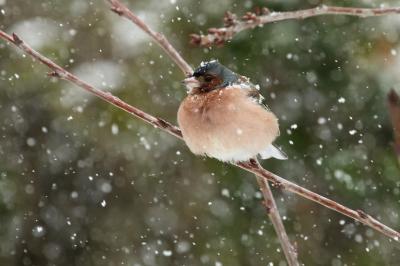 Pinson des arbres Fringilla coelebs Linnaeus, 1758