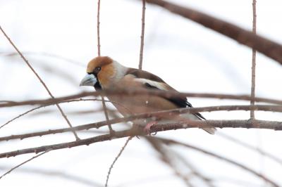 Grosbec casse-noyaux Coccothraustes coccothraustes (Linnaeus, 1758)