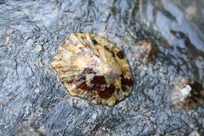  Patella caerulea Linnaeus, 1758