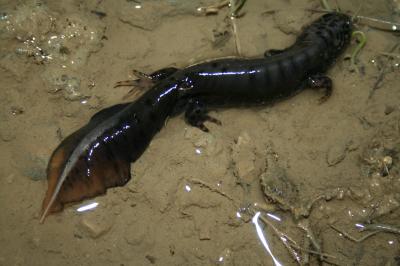 Triton crêté Triturus cristatus (Laurenti, 1768)