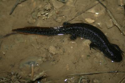 Triton crêté Triturus cristatus (Laurenti, 1768)