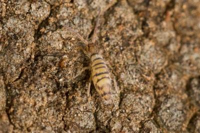  Entomobrya multifasciata (Tullberg, 1871)