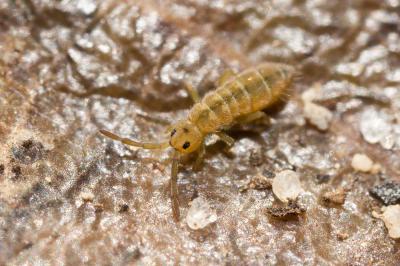  Isotomurus graminis (Fjellberg, 2007)