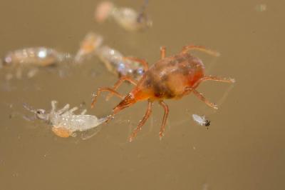  Bdellidae 
