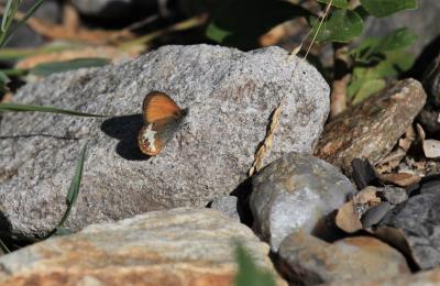 Céphale (Le), Arcanie (L') Coenonympha arcania (Linnaeus, 1760)