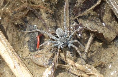  Pardosa wagleri (Hahn, 1822)