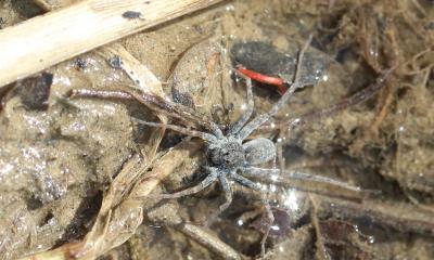  Pardosa wagleri (Hahn, 1822)
