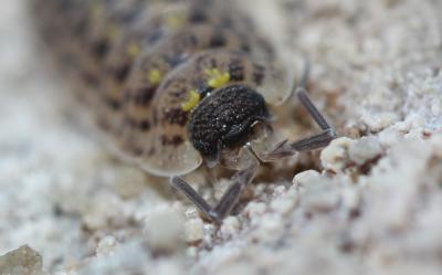  Porcellio spinicornis Say, 1818