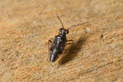  Chartoscirta cincta (Herrich-Schäffer, 1841)