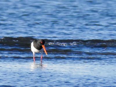 Huîtrier pie Haematopus ostralegus Linnaeus, 1758