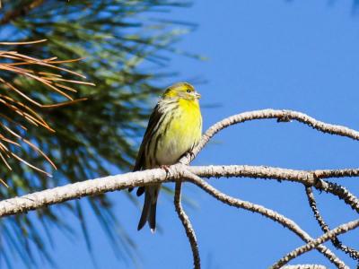 Serin cini Serinus serinus (Linnaeus, 1766)