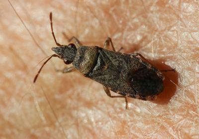  Orsillus maculatus (Fieber, 1861)