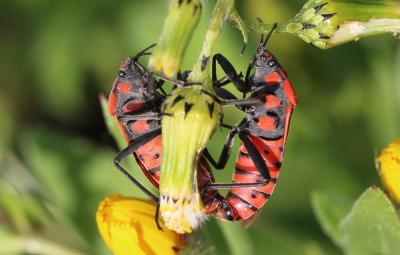  Spilostethus pandurus (Scopoli, 1763)