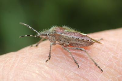 Punaise brune à antennes & bords panachés Dolycoris baccarum (Linnaeus, 1758)