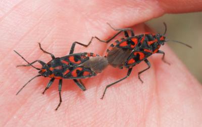 Punaise à damier Spilostethus saxatilis (Scopoli, 1763)