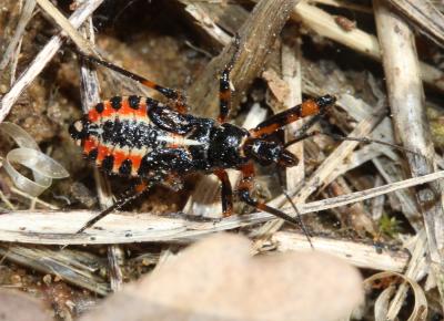  Rhynocoris iracundus (Poda, 1761)