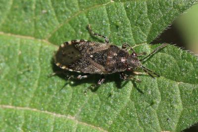 Hétérogaster de l'ortie Heterogaster urticae (Fabricius, 1775)