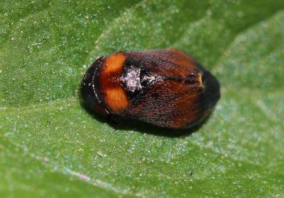  Penthimia nigra (Goeze, 1778)