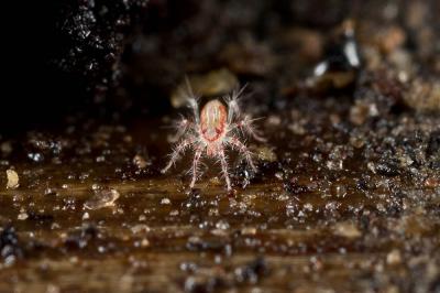  Erythracarus pyrrholeucus (Hermann, 1804)