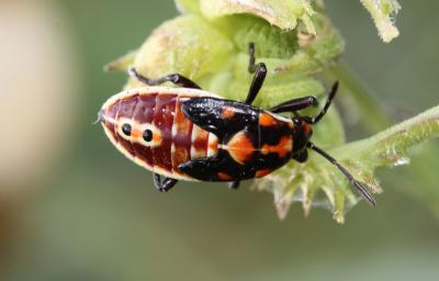  Spilostethus pandurus (Scopoli, 1763)