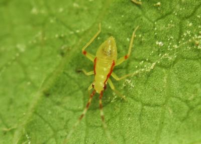  Campyloneura virgula (Herrich-Schäffer, 1835)
