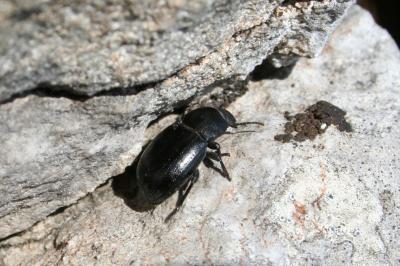 Ténébrion abrégé Phylan abbreviatus (Olivier, 1795)