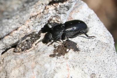 Ténébrion abrégé Phylan abbreviatus (Olivier, 1795)