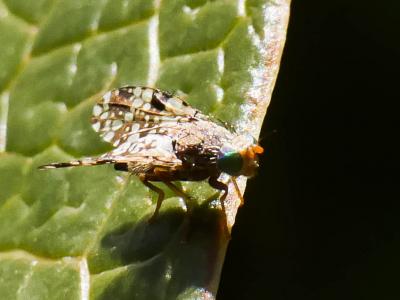  Tephritis matricariae (Loew, 1844)