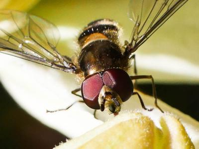  Meliscaeva auricollis (Meigen, 1822)