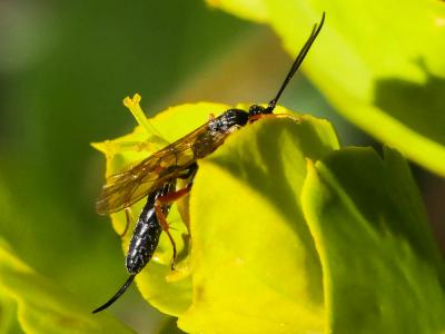  Ichneumonidae Latreille, 1802