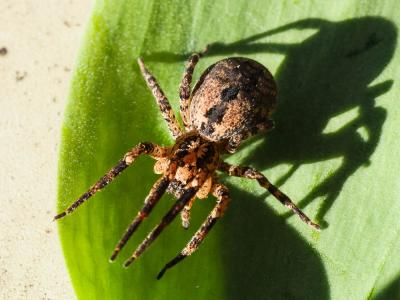 Zoropse à pattes épineuses Zoropsis spinimana (Dufour, 1820)