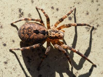 Zoropse à pattes épineuses Zoropsis spinimana (Dufour, 1820)