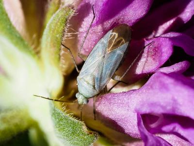 Placochilus seladonicus (Fallén, 1807)