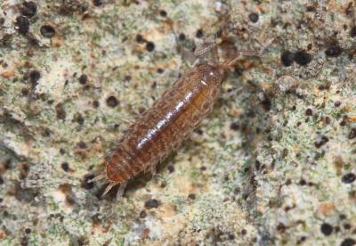  Chaetophiloscia sicula Verhoeff, 1909