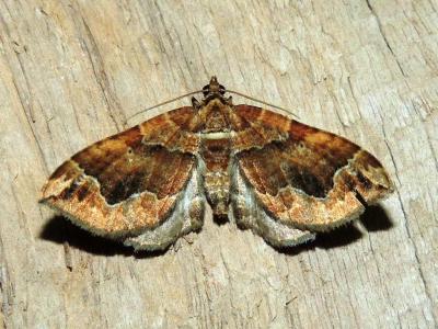 Cidarie accompagnée (La), Phalène de la Patte-d'Oi Pelurga comitata (Linnaeus, 1758)